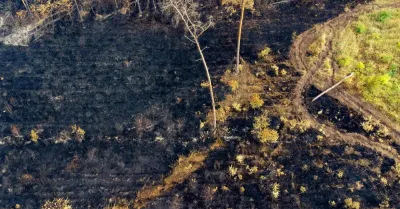 Eksperci: przez zmiany klimatu sezon pożarowy w lasach jest dłuższy, a pożary większe